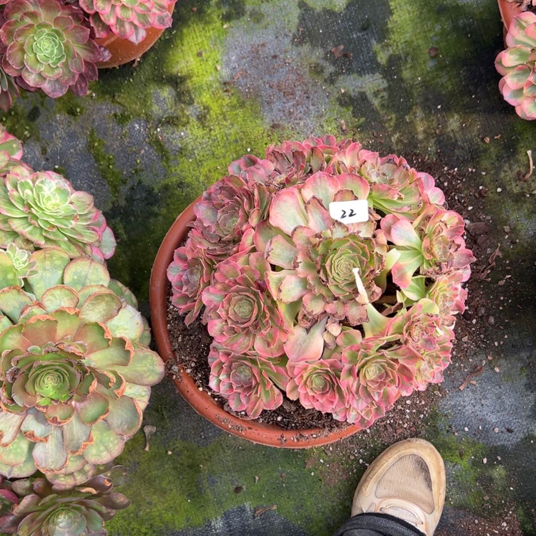 22轮回诺肉一一一