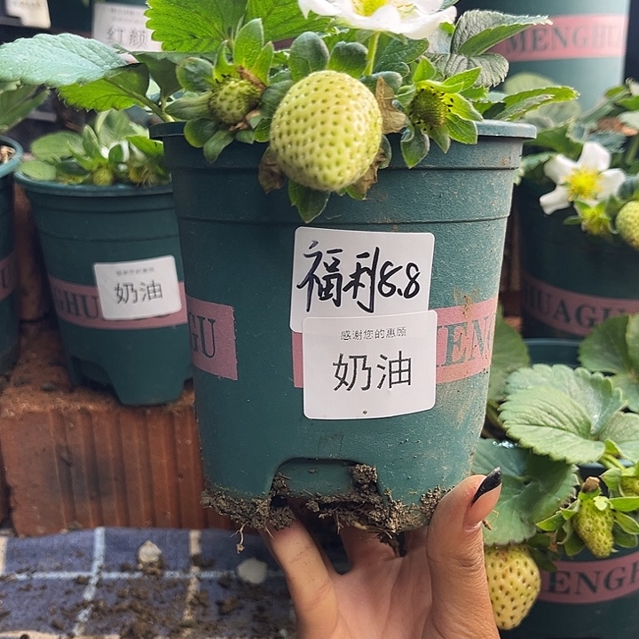 以实际为准加仑盆原盆原土