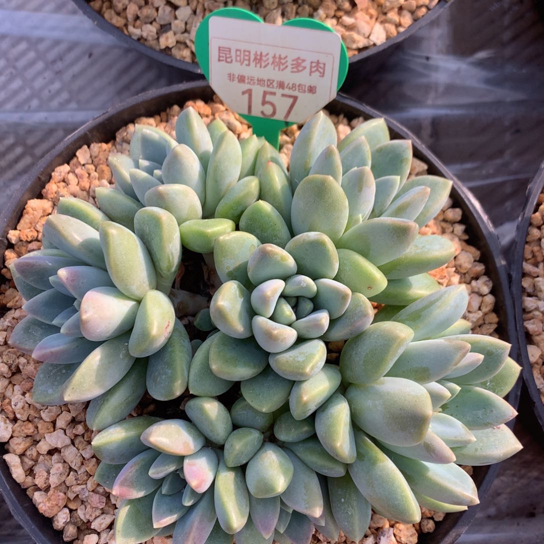 宽叶奶糖无砍平头157