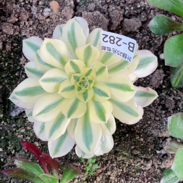 287绿珀多肉1，12345678