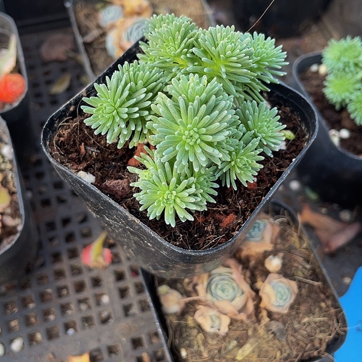 球松5.8带盆土发过