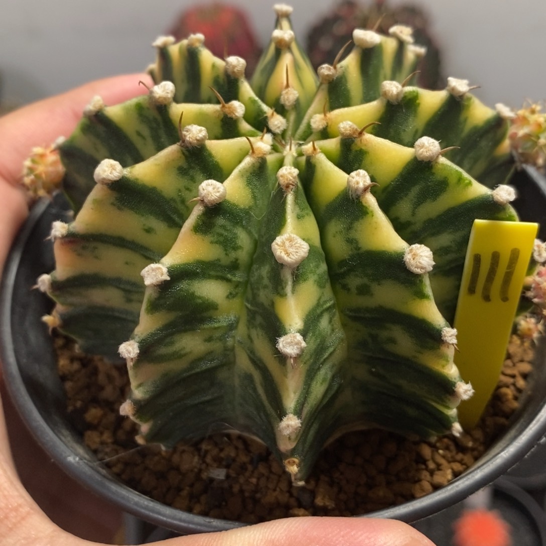 泰系全品肋骨锦—带盆土发货35