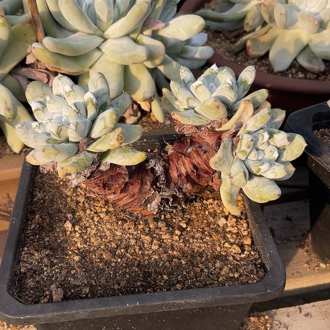 拇指帕奇飞图仙女杯