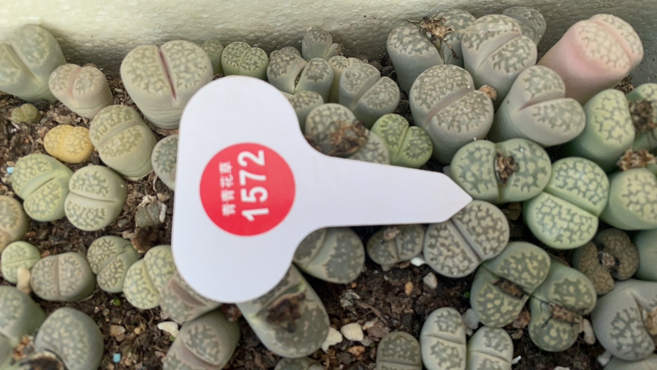 生石花多肉植物阳台盆栽稀有屁屁花番杏科绿植好养1572一框