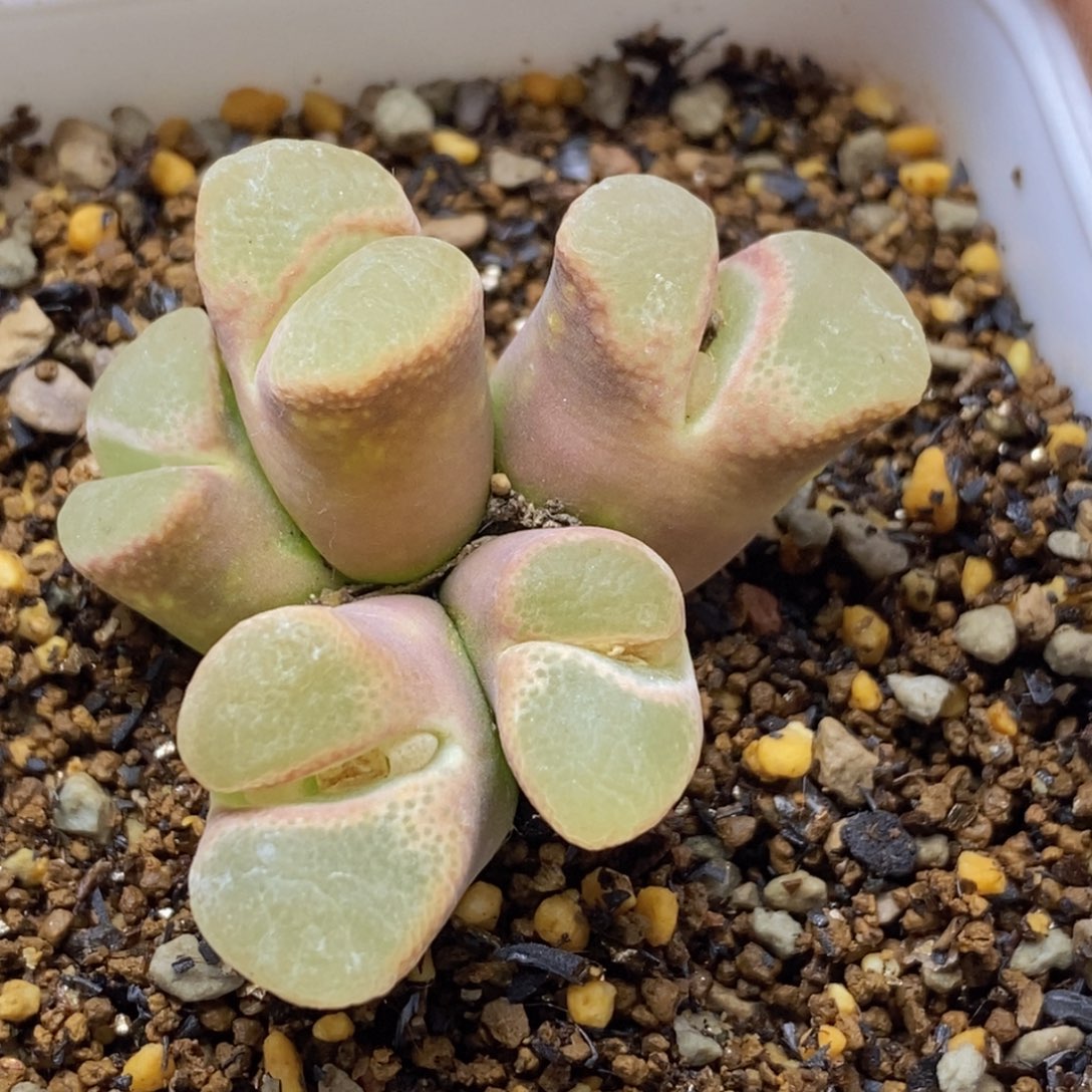 5头群生粉体风灵子