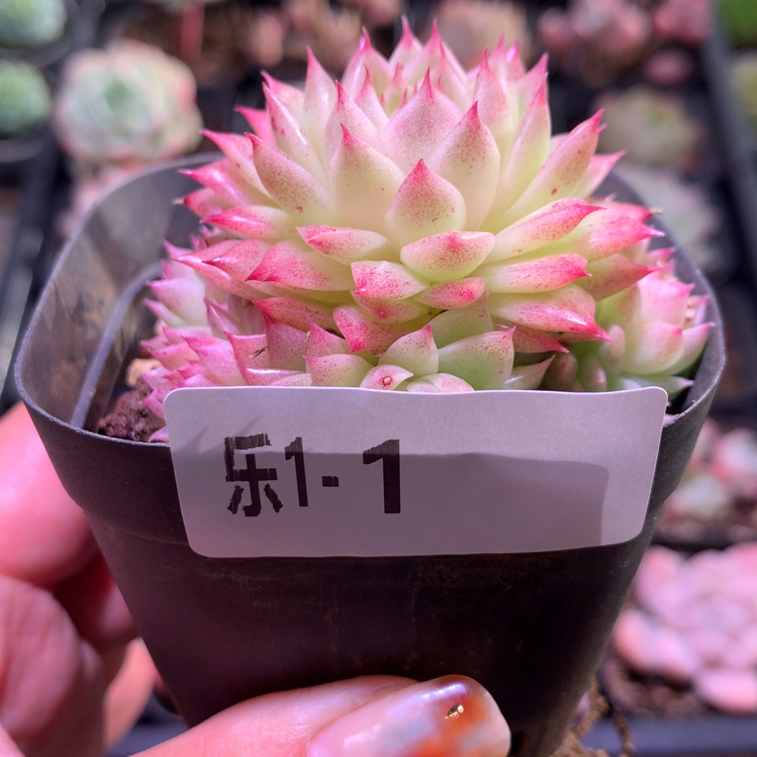 乐然 1-1 麦秆群 带盆土