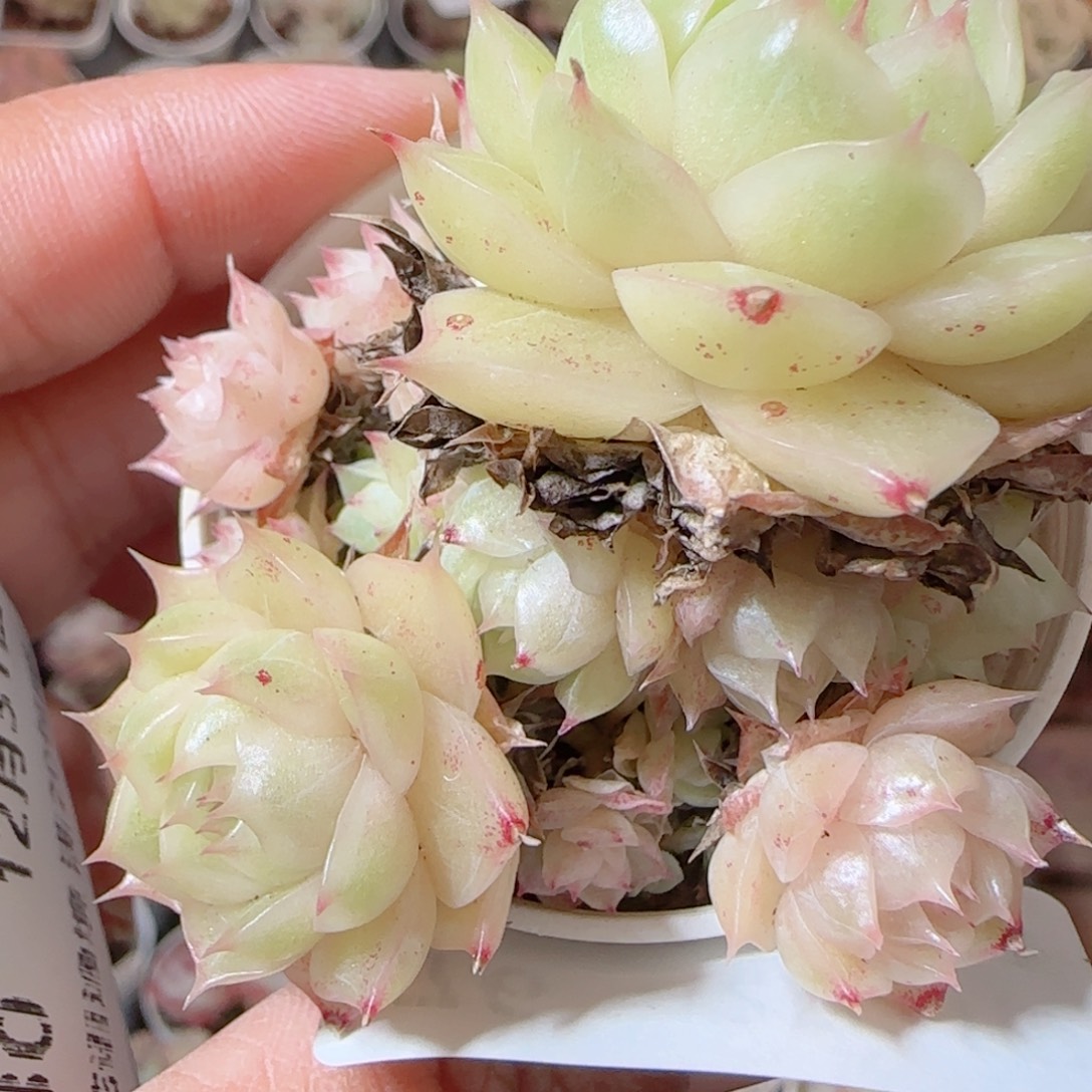 花语多肉1231-76散