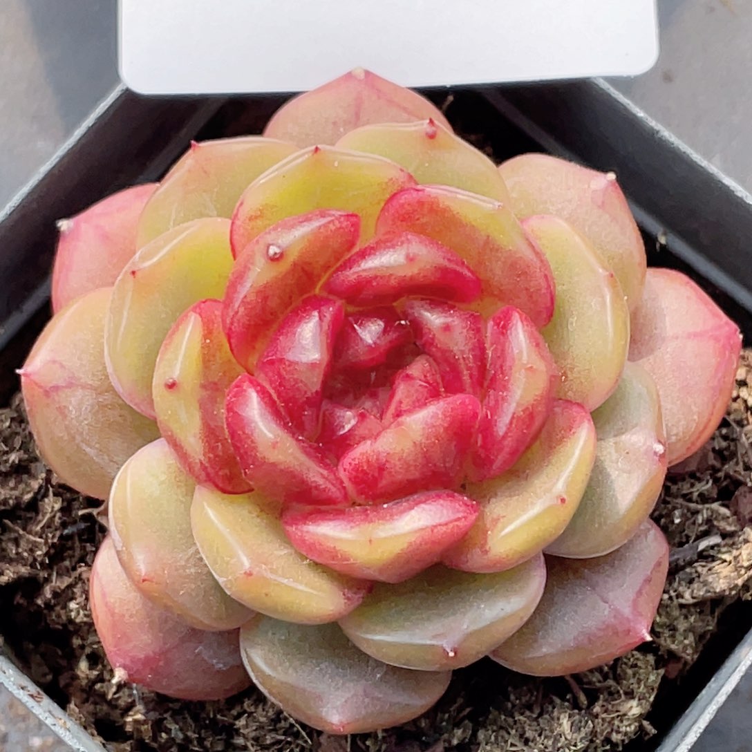 234号糖心冰心珍妮