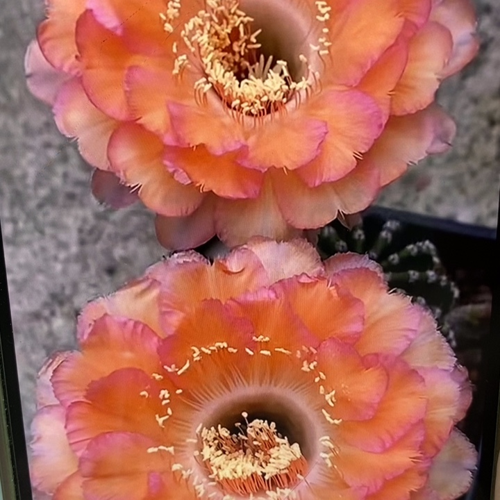 彩草香心舞带根4.5公分左右