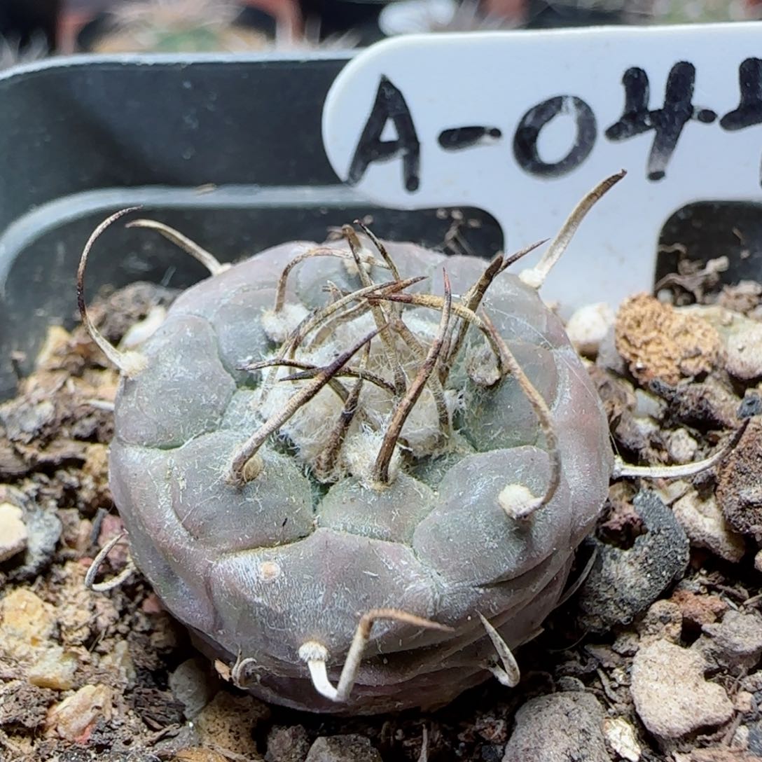 A44实生娇丽多肉2.7厘米