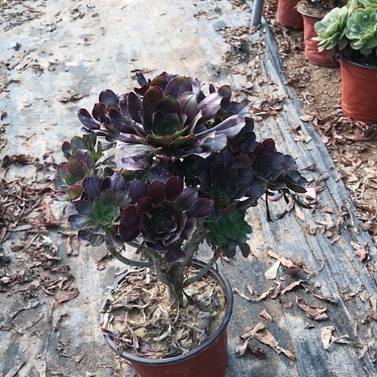 是***醒圆叶玫瑰00000000022