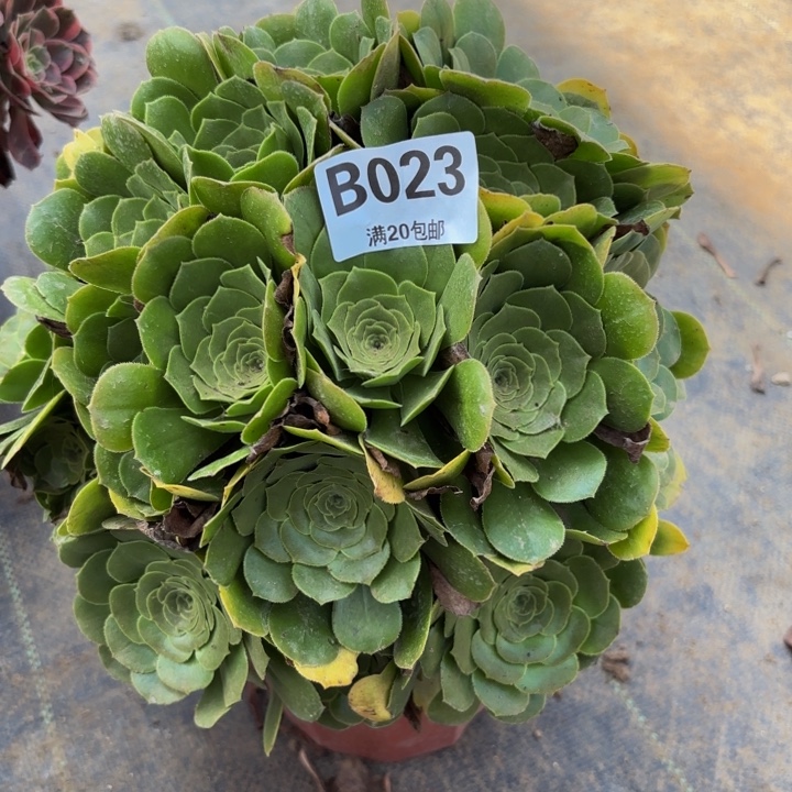 瑞妈多肉植物，023绿羊绒