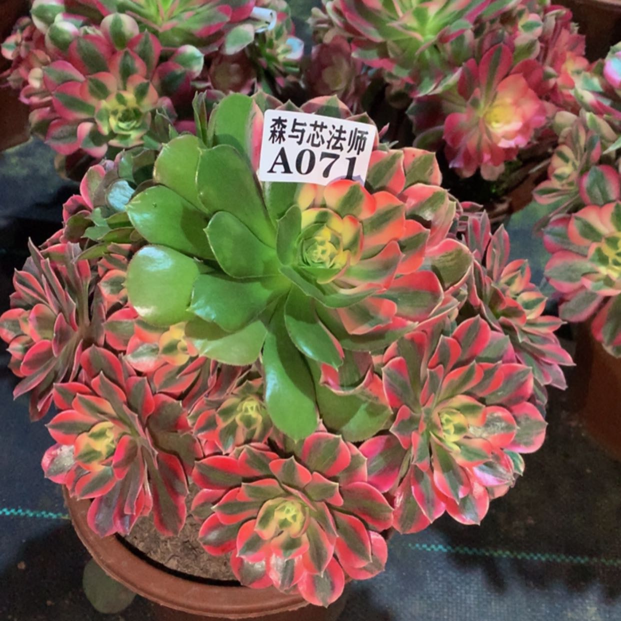 【闪购商品】71粉女妖