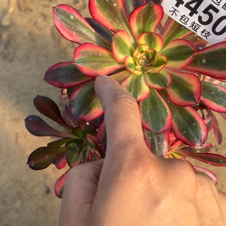 香丽多肉植物法师