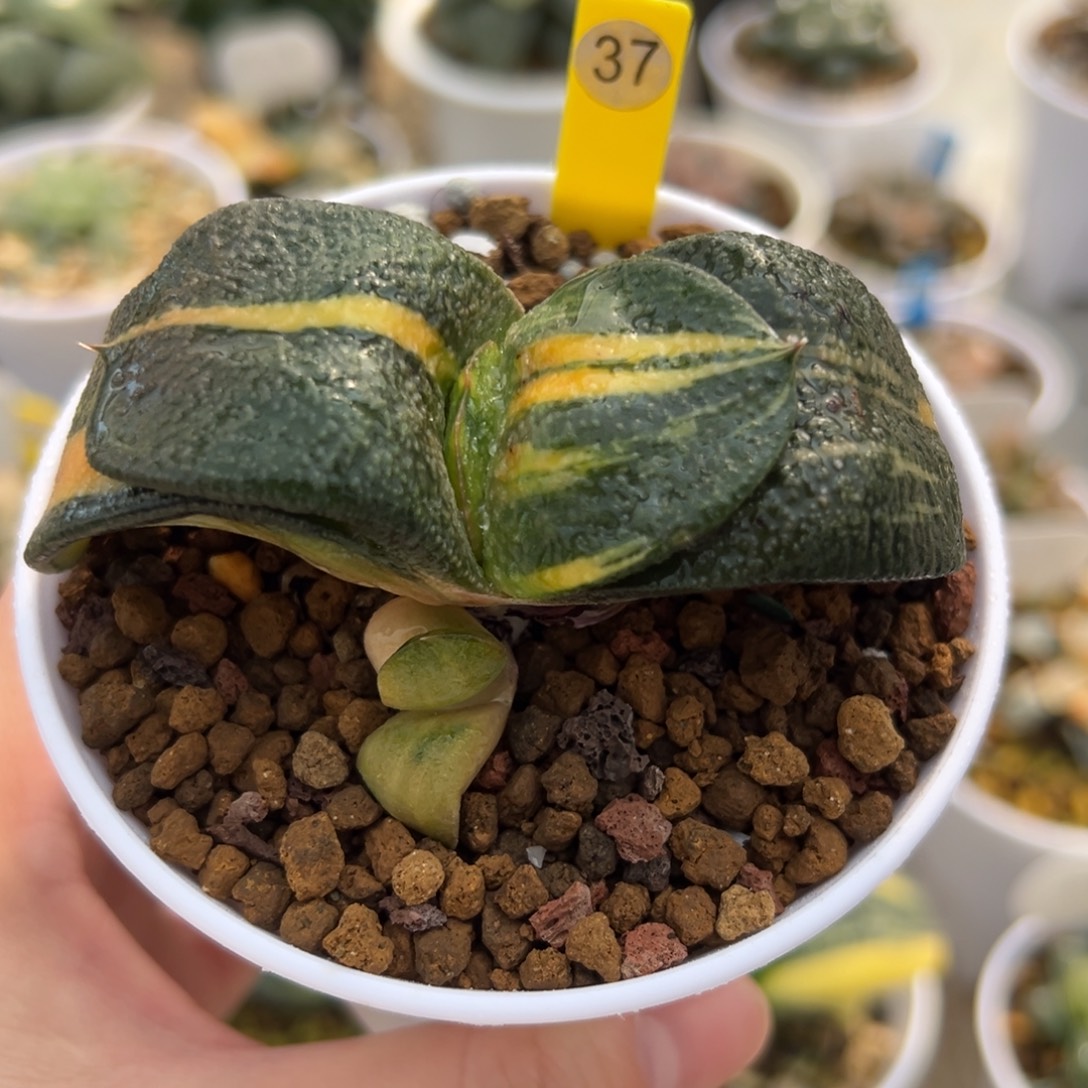 大军配卧牛锦111111111111