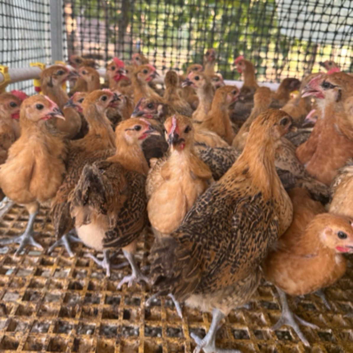 （12只）青脚麻羽土鸡 宠物鸡 3个月产蛋 半斤左右发货 顺丰包邮XU