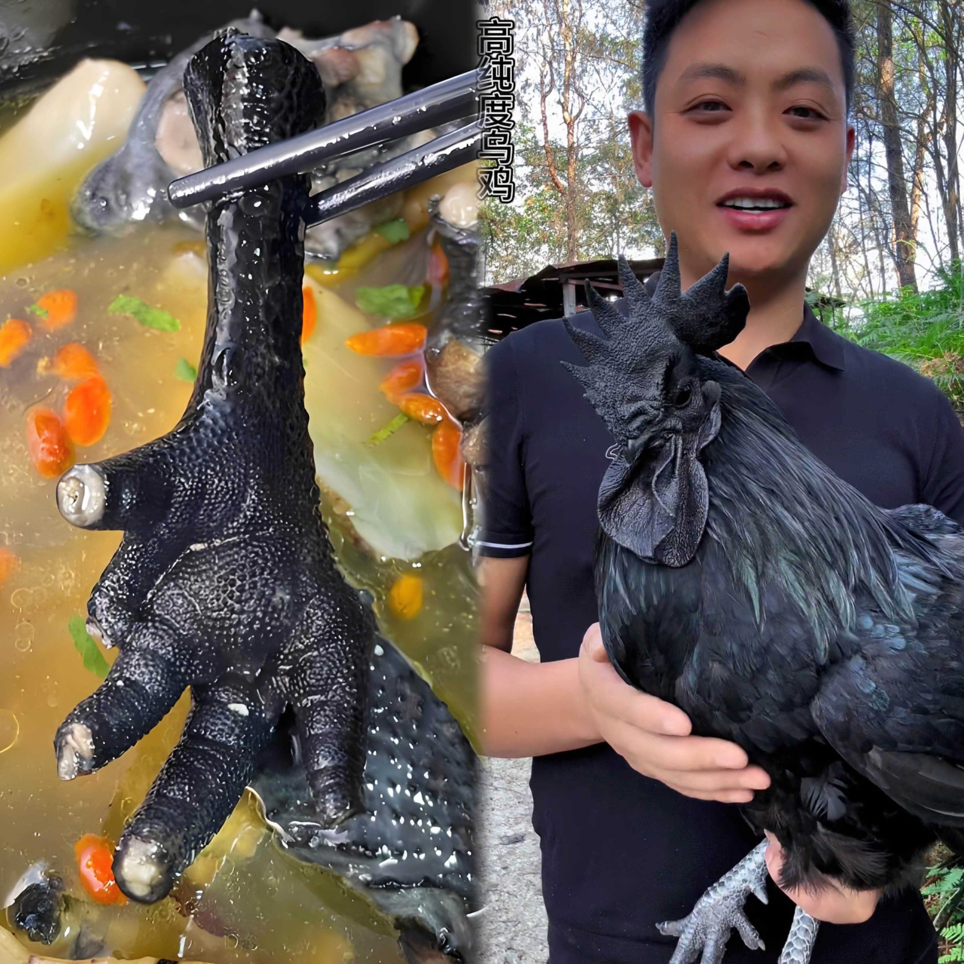 云南盐津乌骨鸡老高山散养黑毛白毛乌肉公鸡母鸡(顺丰包邮)