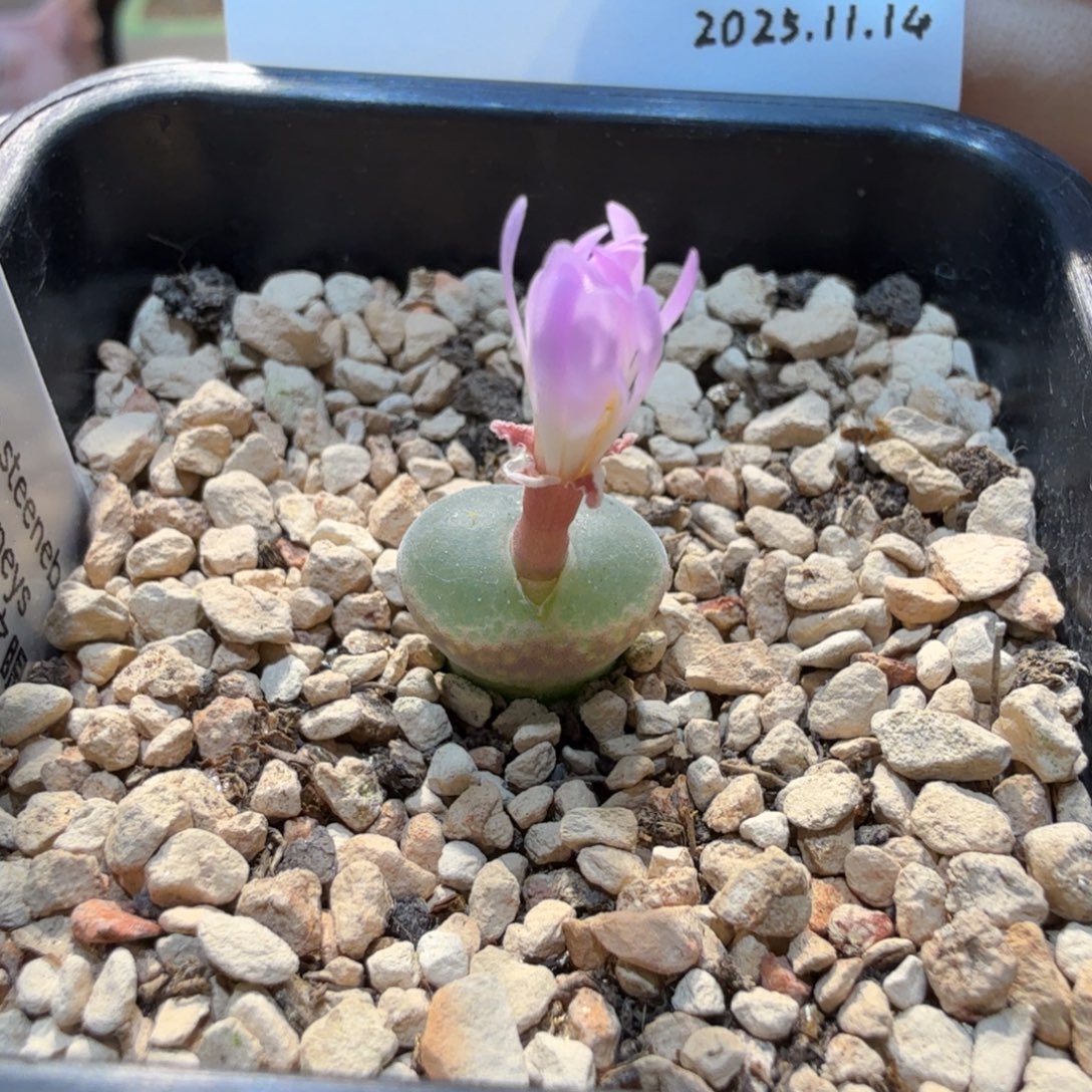 多肉多肉多肉11.14-027