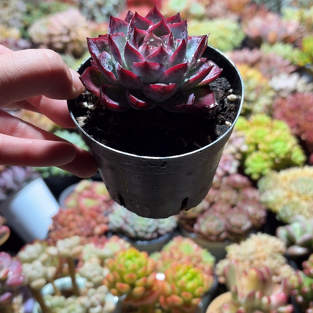 海荷多肉10㎝盆单头