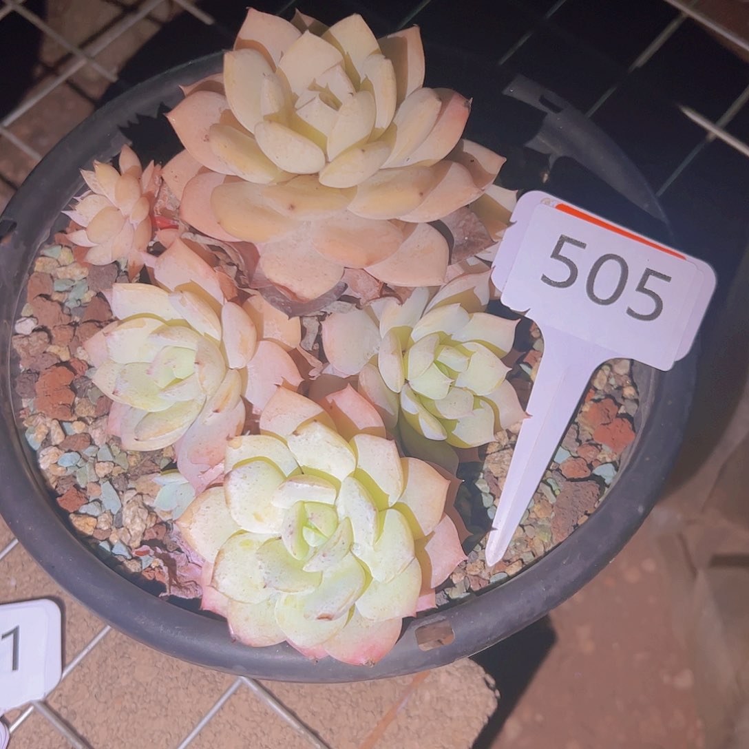 盼*y505恋曲19.9元元元元