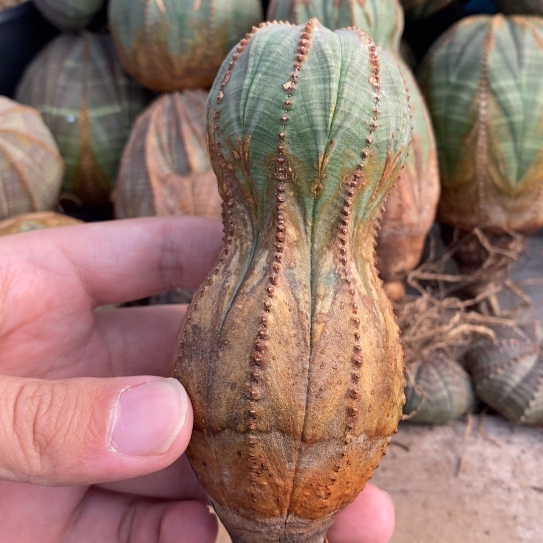 7 欧系实生布纹球多肉植物