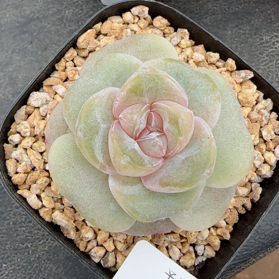 孤品，5073多肉植物