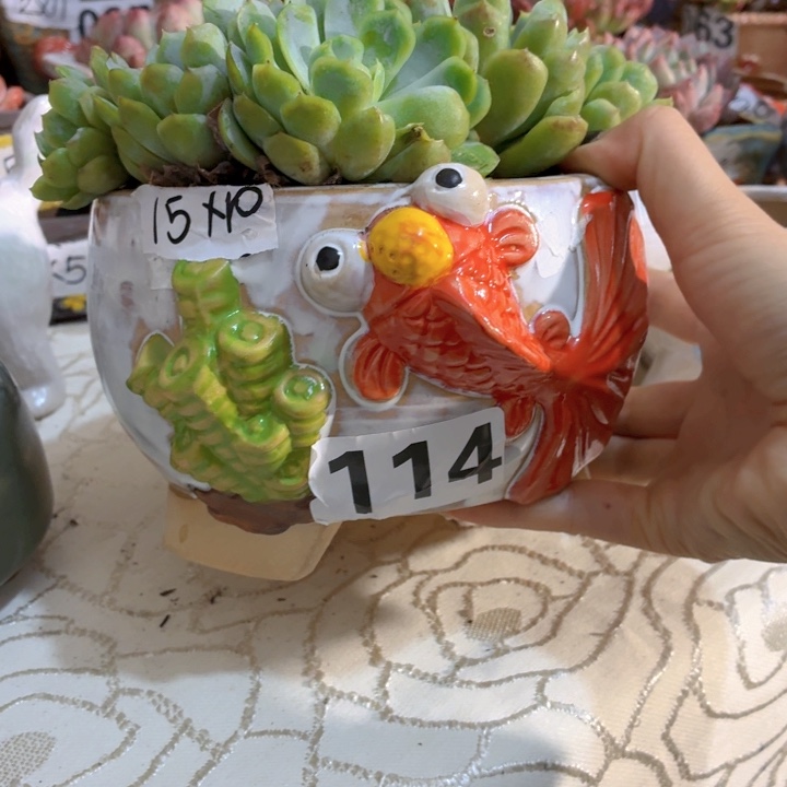 多肉花盆满15包邮