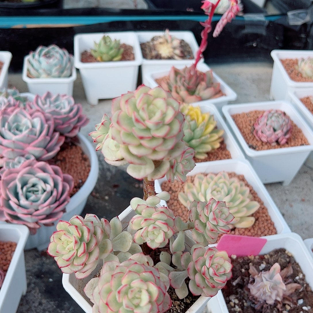 探戈锦，覆轮锦群生