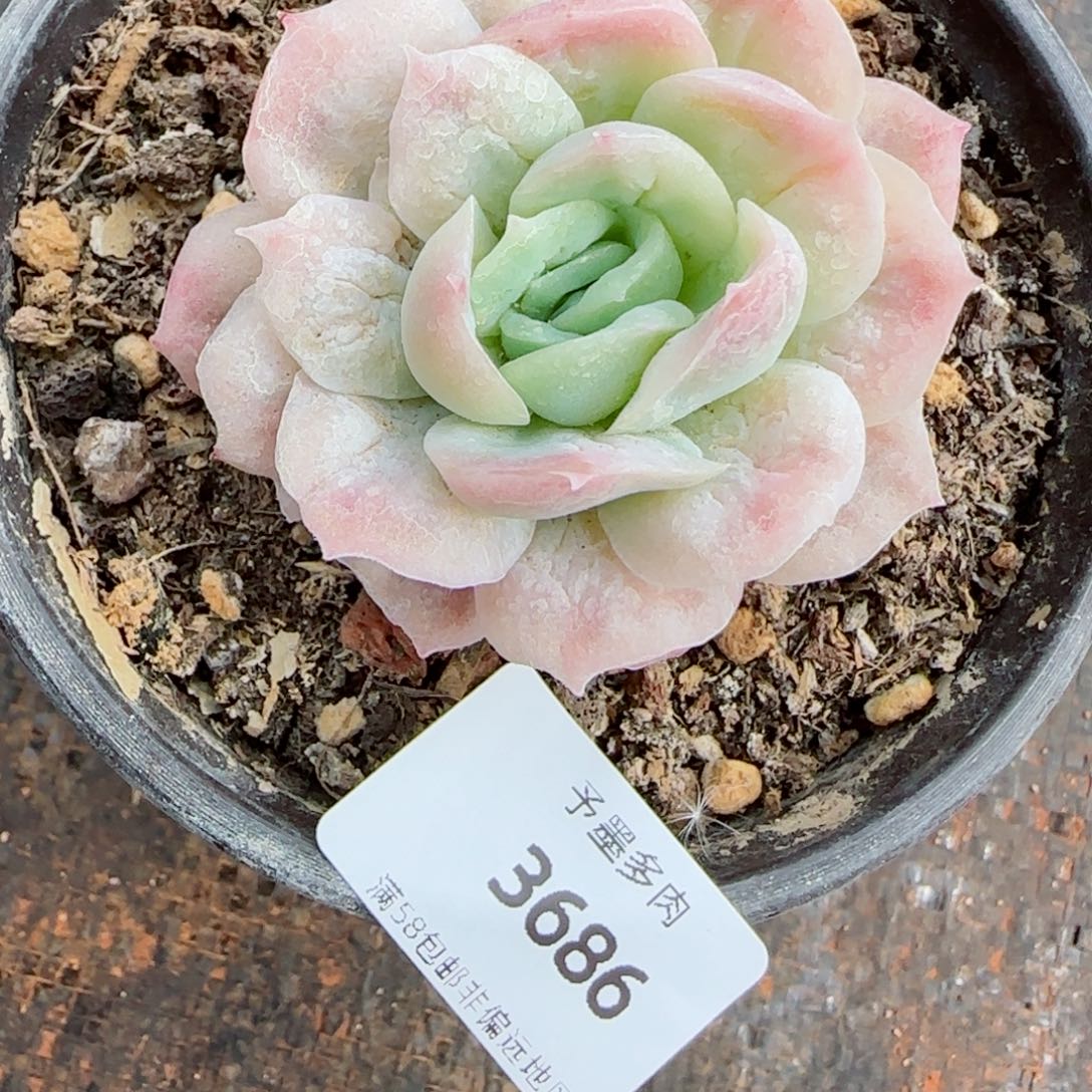 泡泡纱裙，3686多肉植物
