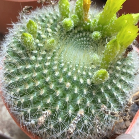 绿雪仙人球15米仙人球