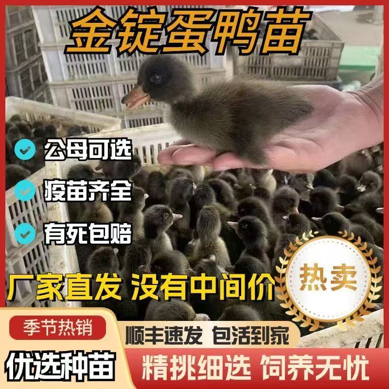 高产绿壳蛋鸭宠物鸭出壳幼苗小鸭可爱健康到家鸭苗批发麻鸭苗