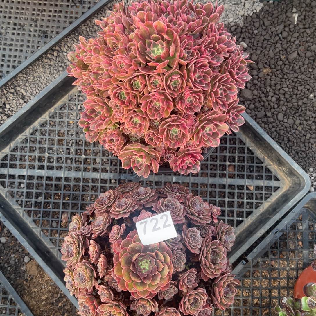 我是真的很喜欢这个