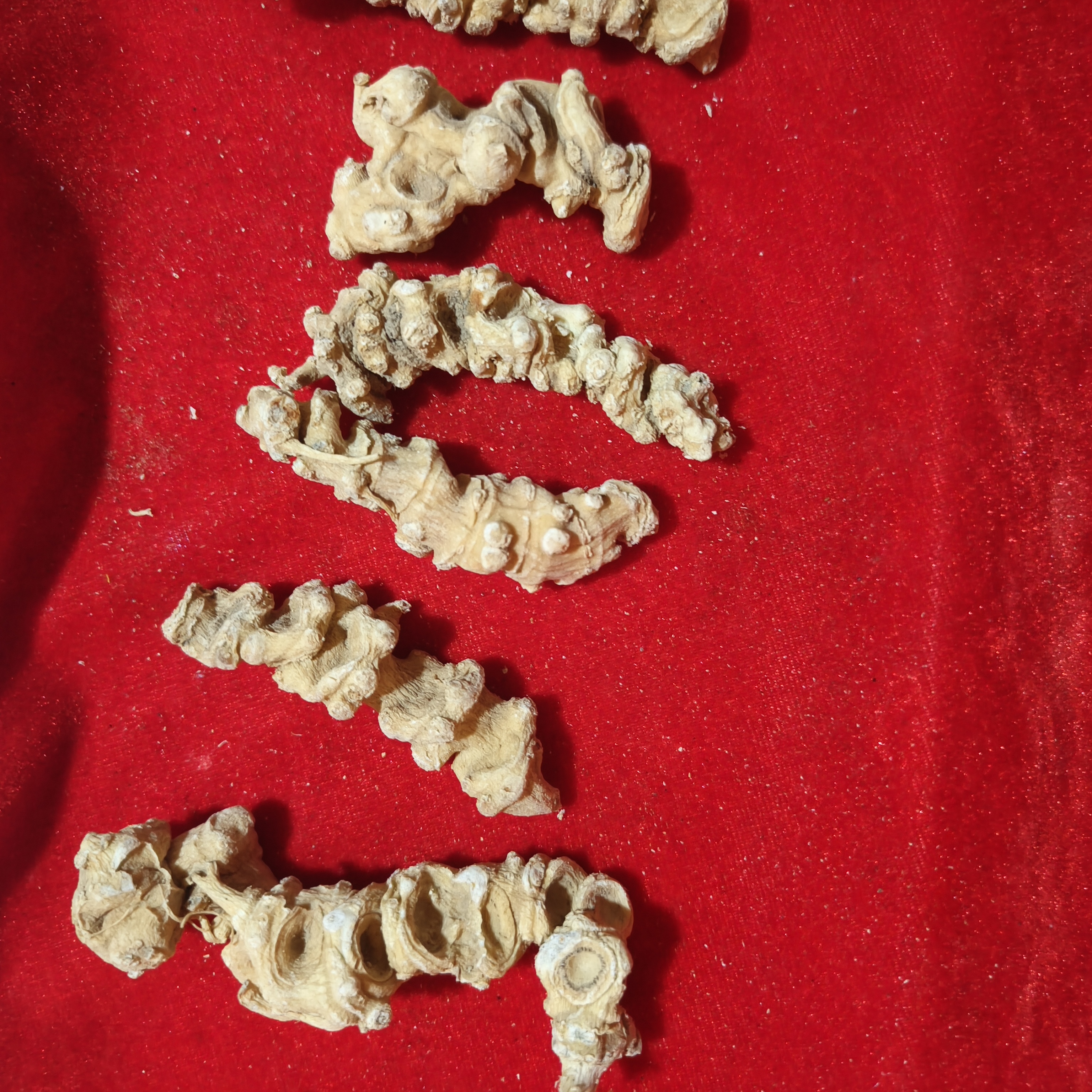 【藏区优质山货】中号天王参