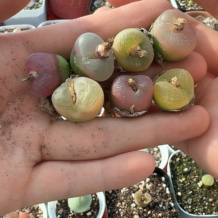老马生石花毛汗尼22