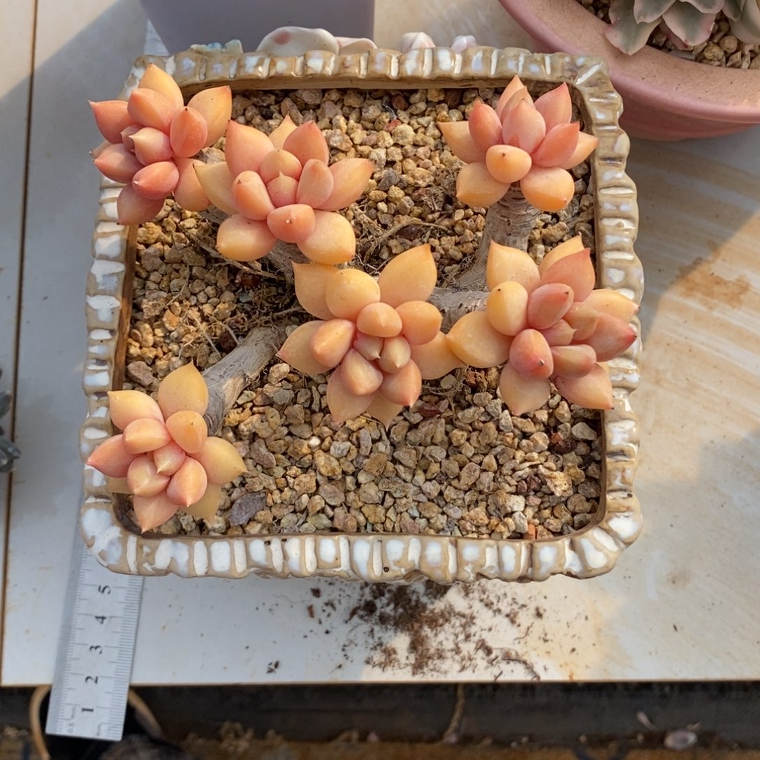 千***动象牙群生多肉多肉