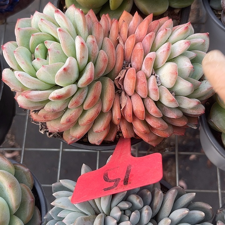 两单包邮，一物一拍15杂交