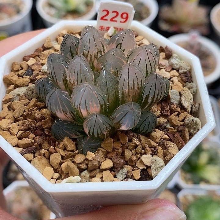 229霓虹灯玉露锦一物一拍