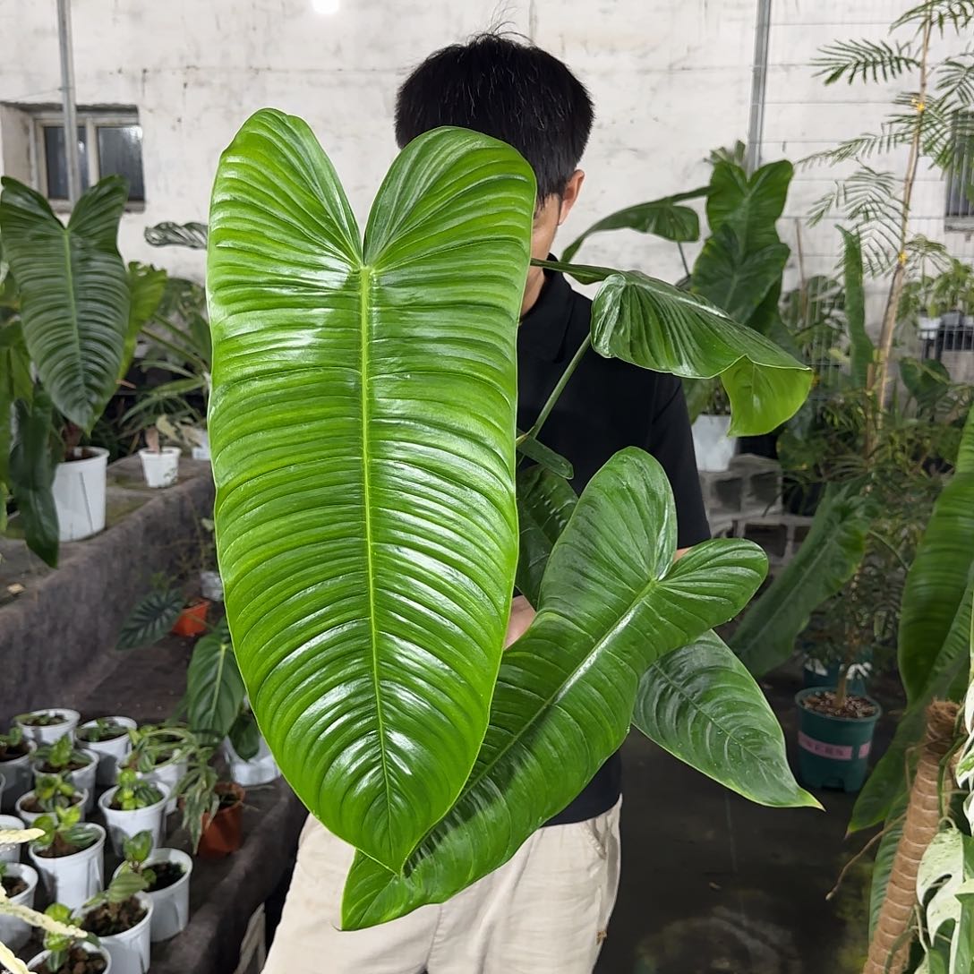 无花朵砂轮蔓绿绒