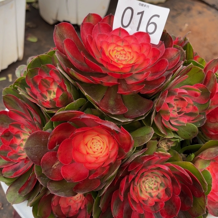 哈哈多肉葡萄福利016