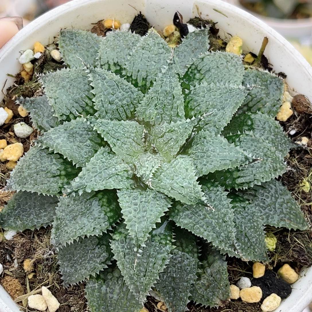 22莫瑞莎福利专场
