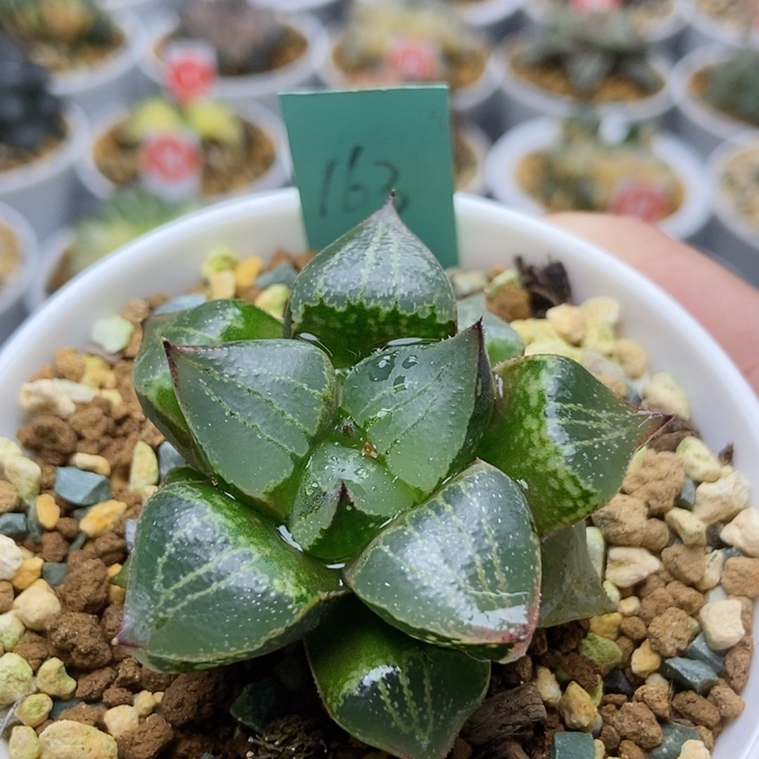 瓜***比163一点红11111111111