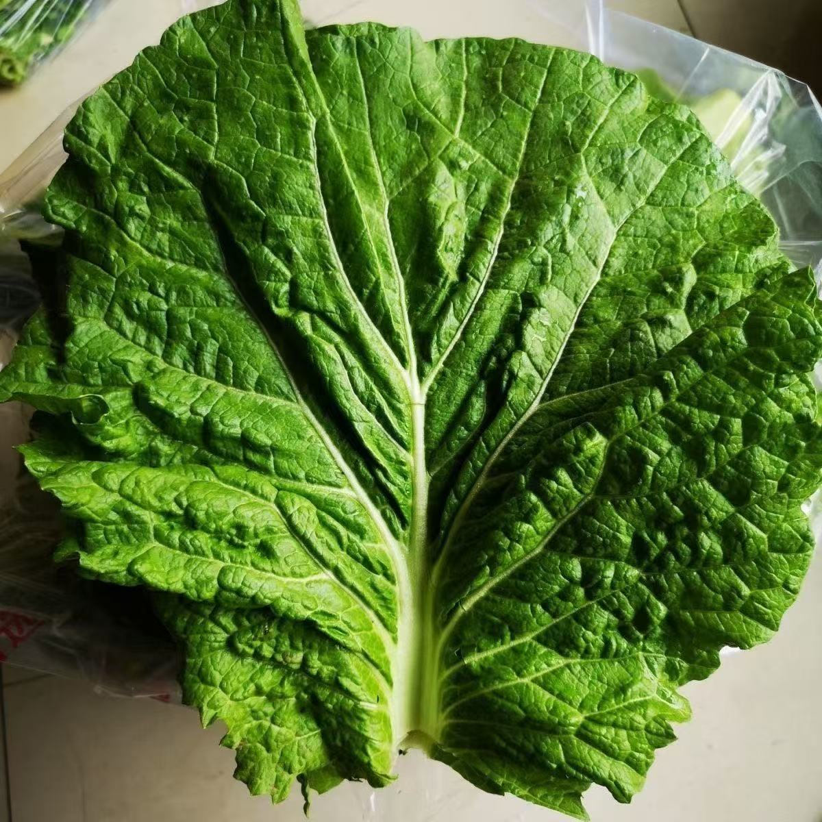 东北白菜叶蔬菜饭包叶子绿色蘸酱菜新鲜菜叶