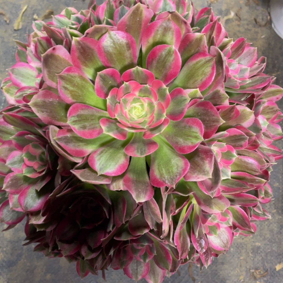 968粉女郎精品法师多肉