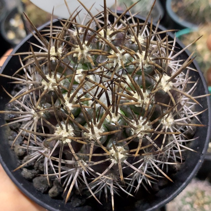 实生实生实生实生实生帝国主义