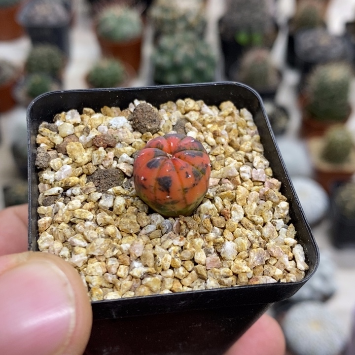 实生兜锦特价福利