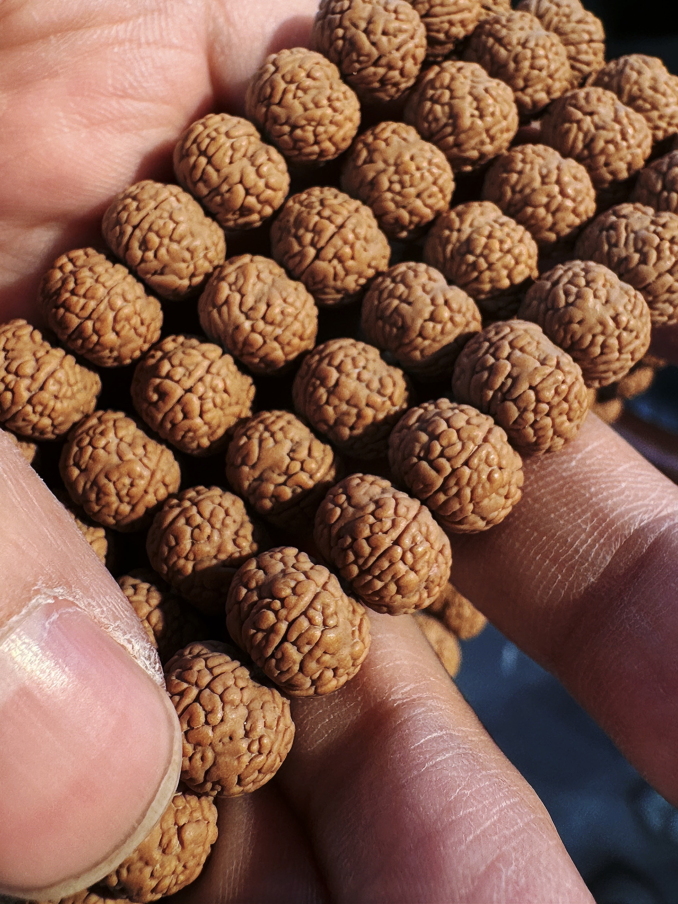 【飞碟龙鳞王】小金刚菩提108苏拉维西产区