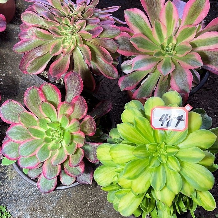 多肉植物484不售后