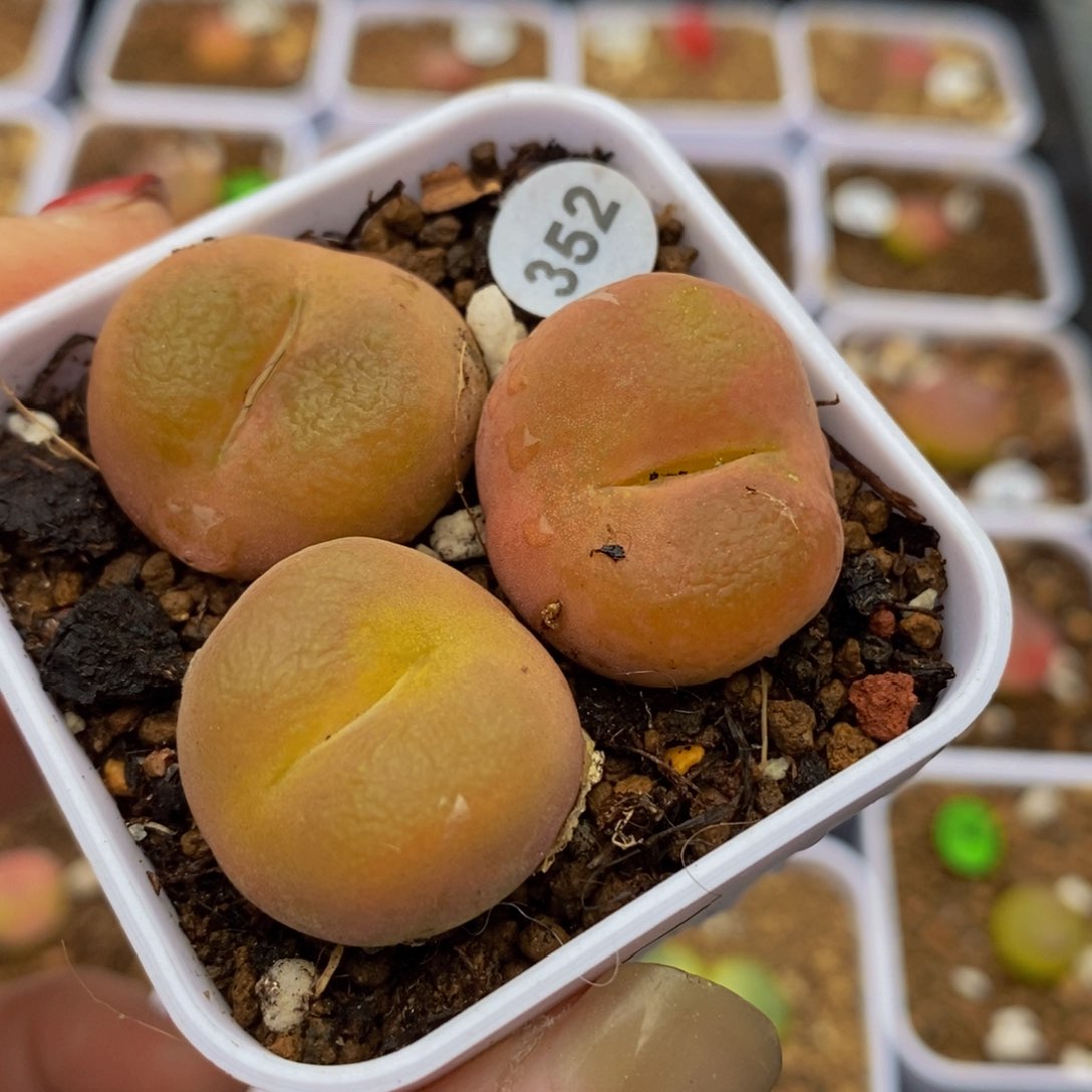 2.1-2.3（多肉植物352