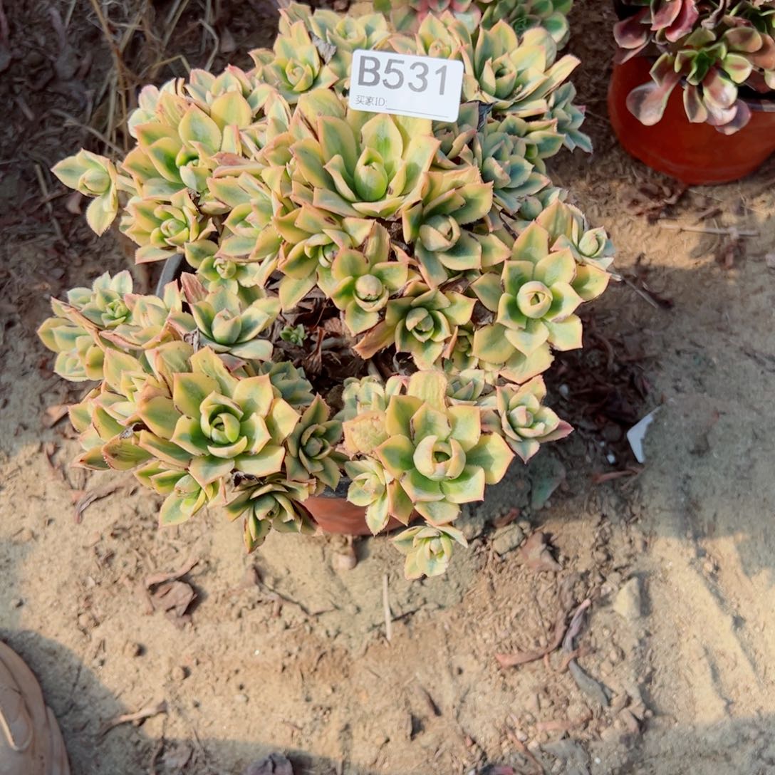 531星爆多肉植物法师多肉