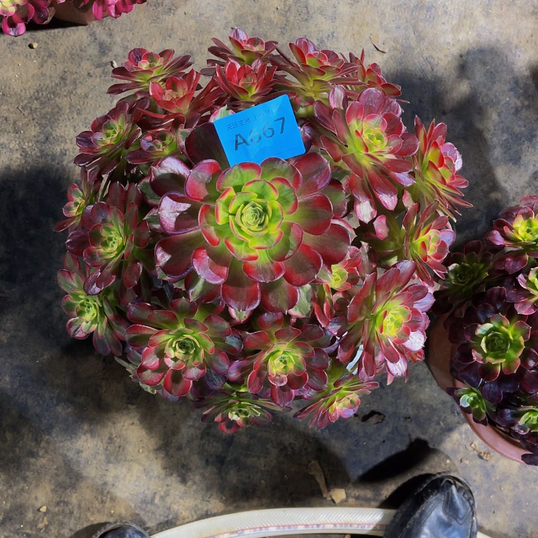 多肉安娜锦脱土发货667